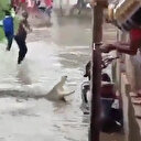 Hindistan'da sel felaketiyle ortaya çıkan timsahlar korku dolu anlar yaşattı