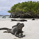 El Niño, la plus grande menace pour les espèces vulnérables des Galapagos