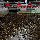 Sular çekilince ortaya çıktı: Zonguldak'ta yaşanan selde tavuk çiftliklerindeki yaklaşık 60 bin hayvan telef oldu