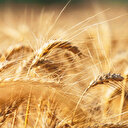 Yerli ata tohumuyla verim yüzde 20 artacak