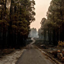 Grèce: incendie de forêt près d'Athènes