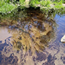 Kızılırmak'ta yakıt benzeri sızıntı inceleniyor