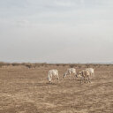 La Sierra Leone interdit l'importation de viande du Liberia