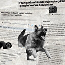 Başıboş sokak köpekleri sorunu turizmi de olumsuz etkilemeye başladı