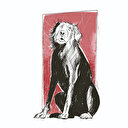 Başıboş köpek sorunu