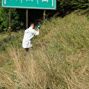 Kötü kokudan rahatsız olan vatandaşlar bölgede araştırma yaptı: Yeşillik alanda çürümüş ceset bulundu