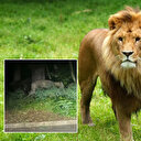 Berlin'de 'başıboş aslan' paniği: Polis 'evden çıkmayın' uyarısı yaptı