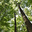 Face au changement climatique, le visage bouleversé de la forêt française