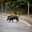 Allemagne: Fin d'alerte à Berlin, la lionne était probablement un sanglier