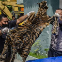 Indonésie: un marché interdit le commerce de viande de chat et de chien