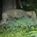 Almanya dalga konusu oldu: 200 silahlı personel zırhlı araçlar helikopterler ve ziyan olan yüzbinlerce Euro