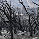 Algérie: 15 morts et 26 blessés dans des feux de forêts