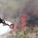 Manisa'da orman yangını