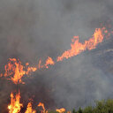 Cezayir orman yangınlarıyla mücadele ediyor