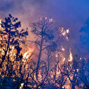 Algérie-feux de forêts: cinq suspects arrêtés et poursuivis pour terrorisme