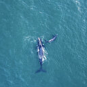 Afrique du Sud: les scientifiques saluent le retour des baleines de l’Antarctique
