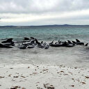 Des cétacés s'échouent en Australie occidentale: 51 meurent, optimisme pour 45 autres