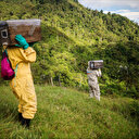 Les apiculteurs colombiens se préparent à affronter les impacts du phénomène climatique El Niño