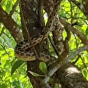 Türkiye’nin en büyük yılanlarından sarı yılan Tunceli’de görüntülendi