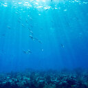 Un mois avant son pic habituel, l'océan Atlantique Nord bat son record de chaleur