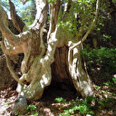 500 yıllık çınar ağacı görenleri mest ediyor