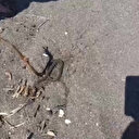 Denizde yüzerken yılan bacağına dolandı