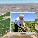 Sivas'ta patates üretiminde 445 bin tonla rekor rekolte bekleniyor