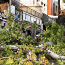 Bursa'da 200 yıllık çınar caddeye devrildi