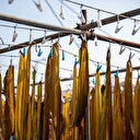 Des japonais démontrent le potentiel écologique des algues