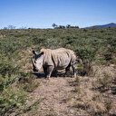 Au parc Kruger, moins de braconneurs mais aussi moins de rhinocéros