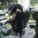 Ours ou humain déguisé? Un zoo chinois forcé de démentir