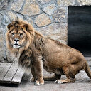 À Istanbul, un couple de lions retrouve la santé grâce au platine implanté dans leurs pattes