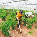 Uygulamalı eğitimin ürünü bursa dönüşüyor