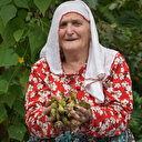 Trabzon Ordu ve Giresun'da fındık hasadı başladı