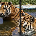 Au zoo de Bagdad, par 50 degrés, les tigres de Sibérie tirent la langue