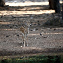 Türkiye: Daims et faons à Antalya, une espèce menacée