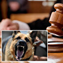 Sokak köpeği dehşetin yaşayan vatandaş açtığı davayı kazandı: Kusurlu bulundular