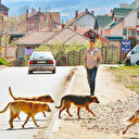 Valilik ve belediyeye sahipsiz köpek cezası