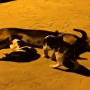 Düzce'de annelerini kayeden yavru kedileri sokak köpeği emzirdi