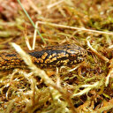 Pérou: un serpent Harrison Ford découvert dans la forêt amazonienne