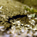 Birer birer hayata veda ediyorlar: Ardahan'da 'bir günlükler'in ölüm uçuşu başladı