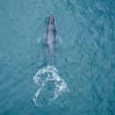L'animal le plus lourd de tous les temps ? Un ancêtre de la baleine bleue pourrait battre le record