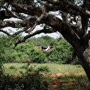 Kenya: la justice suspend la reprise de l'exploitation des forêts