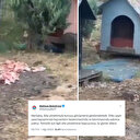 CHP'li Maltepe Belediyesi'nden tepki çeken 'fare' savunması: Görüntüler mide bulandırdı