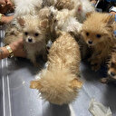 Kaçak getirilen 22 köpek otomobildeki gizli bölmede bulundu