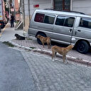 Esenyurt'ta sahipsiz köpekler mahalle sakinlerini korkutuyor