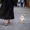 Iran: un agent immobilier arrêté pour la vente d'une maison à un chien
