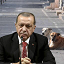 Cumhurbaşkanı Erdoğan'dan 'başıboş köpek sorunu' için net mesaj: Ne gerekiyorsa yapacağız