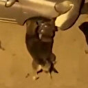 Başıboş köpekler Esenyurt'ta bir aracı parçaladı