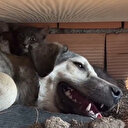 Çanakkale'de alevlerden saklanan köpek kedilere de siper oldu